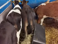 Bulle, Simmental cattle — Foto 6