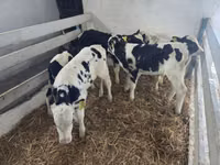 ثور, Russian Black pied cattle — الصورة 1