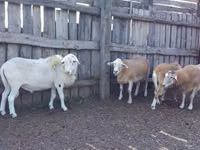 Ram, Katum sheep — photo 1