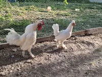 Chickens — foto 3
