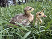 Guinea fowl — photo 1