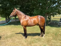 Horse (M), Horses — photo 2