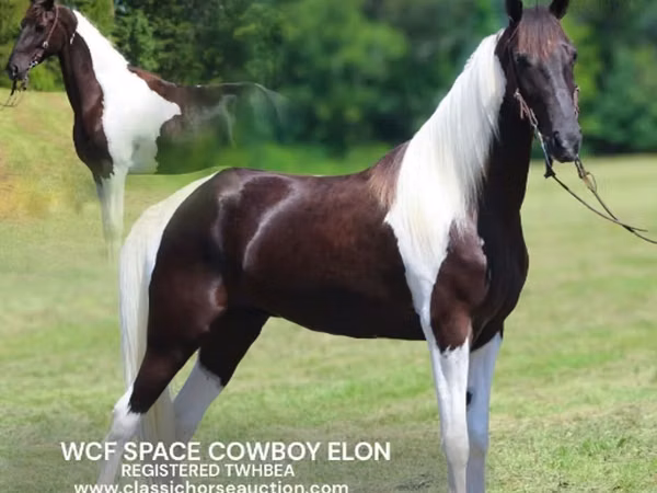 घोड़ा, Tennessee Walking Horse
