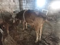 Vaca, Simmental cattle — foto 1