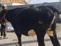 Cow, Russian Black pied cattle — photo 2