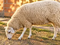 Schaf, British  Milksheep — Foto 1
