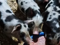 Boar — photo 3