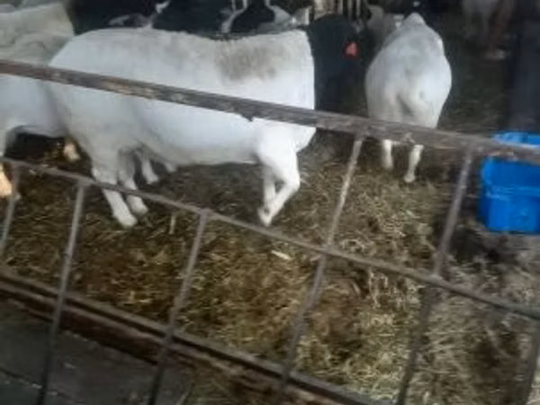 Carnero, Dorper sheep