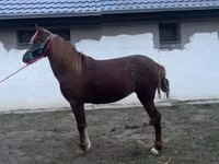 घोड़ी, Welsh Cob — फ़ोटो 3