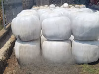 Silage Available More Than 450 Tons — Foto 2