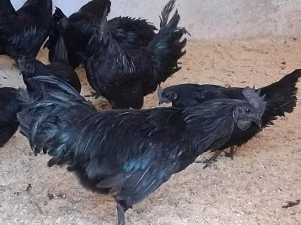 Аям чемани