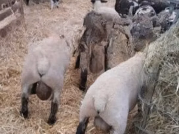 كبش, White Suffolk sheep