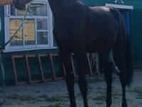 Caballo, Russian Trotter — foto 1