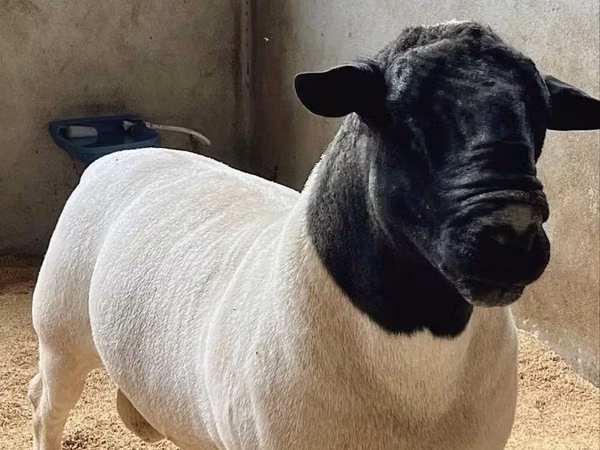 Widder, Dorper sheep