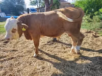 公牛, Hungarian Grey breed — 照片 3