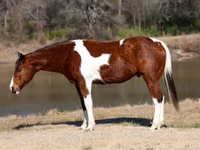 Horse (M), National Show Horse — photo 2