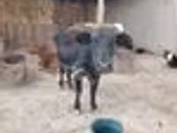 Vaca, Ganado vacuno — foto 4
