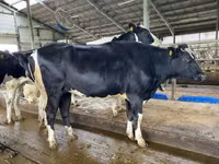 गाय, Yaroslavl cattle — फ़ोटो 8