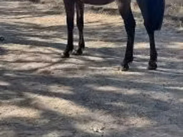 حصان, الخيول