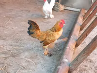 Bantam japonesa — foto 7