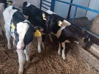 Toro, Russian Black pied cattle — foto 4