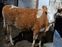 Kuh, Simmental cattle — Foto 2