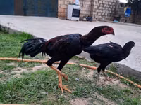 خيول (دفعة، الجنس غير محدد), الخيول — الصورة 2