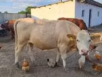 Cow, Red Steppe Cow — photo 3