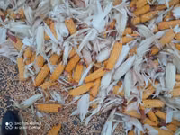 Продаю кукуруза 🌽 Пионер сухой,1кг по 13сом адрес КАРА Балта,40тонна — foto 2