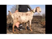 बकरा, Kamori goats — फ़ोटो 3