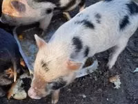 Boar — photo 1