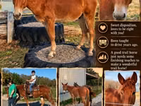 Hengst, Mule — Foto 1