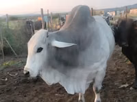 Toro, Brahman — foto 2