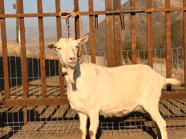 Cabra, Saanen goat