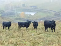 Kuh, Galloway-Rind — Foto 3
