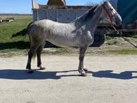 Mare, Horses — photo 3
