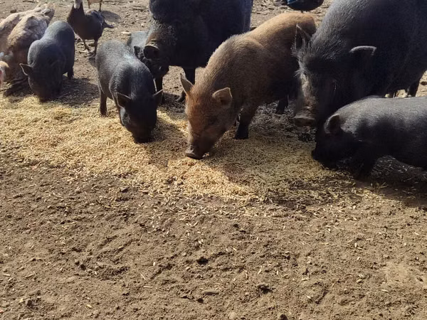 Eber, Schweine