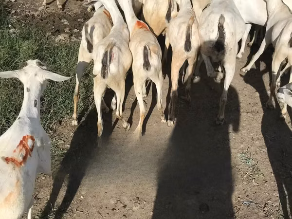 Goats (batch, sex not specified), Somali goats — Kenya