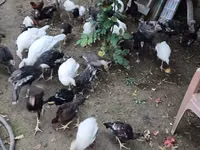 ब्रॉन्ज़ — फ़ोटो 1
