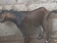 ماعز (دفعة، الجنس غير محدد), الماعز — الصورة 6