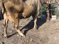 Cow, Alatau breed — photo 4