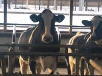 Cow, Holstein breed — photo 4