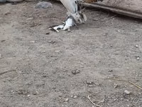Chickens — foto 4