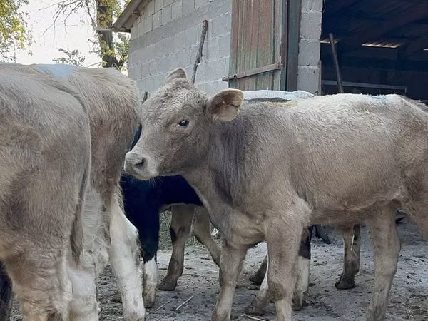 Bull, Swiss cattle