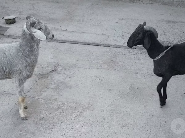 Ram, Sheep