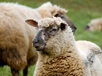 Sheep, Bessarabian sheep — photo 3