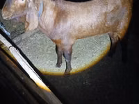 公山羊, Nubian Goat — 照片 1