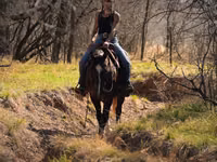 Horse (M), Quarter Horse — photo 5