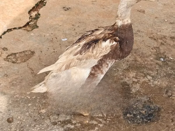 萨克森