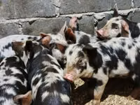 Boar — photo 2